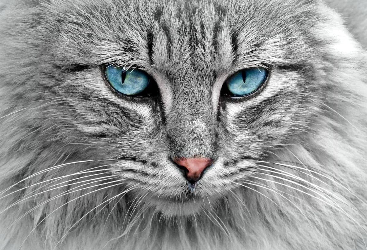 chat prénom