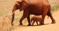 Comment s'appelle le bébé des animaux