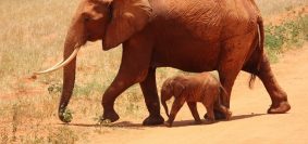 Comment s'appelle le bébé des animaux