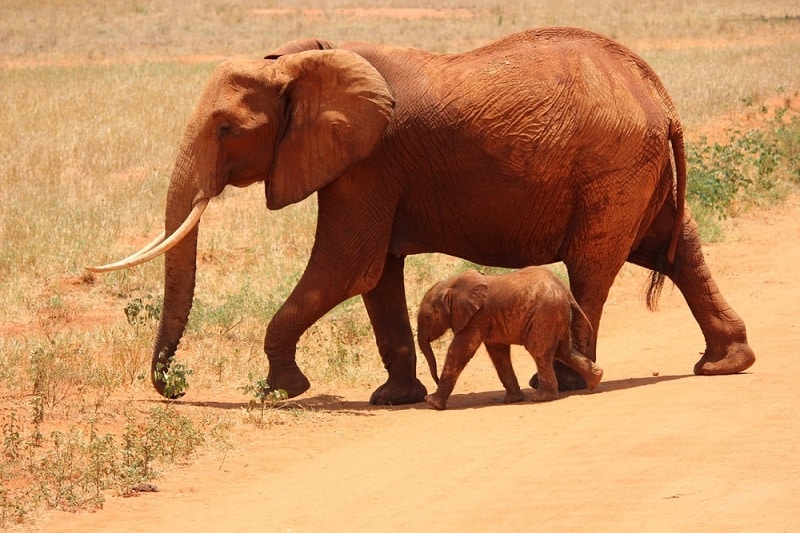 Comment s'appelle le bébé des animaux