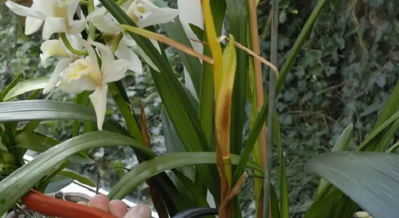 Comment tailler une orchidée