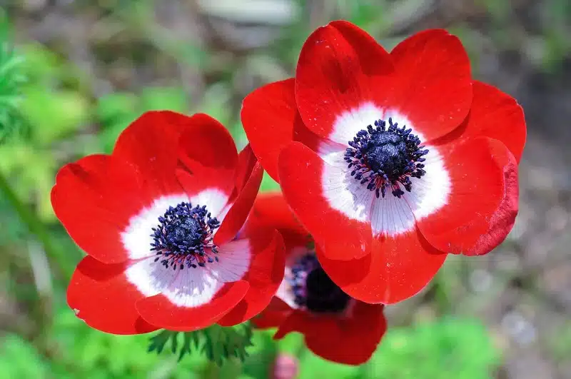 Les 3 plus belles fleurs d'hiver pour égayer votre jardin