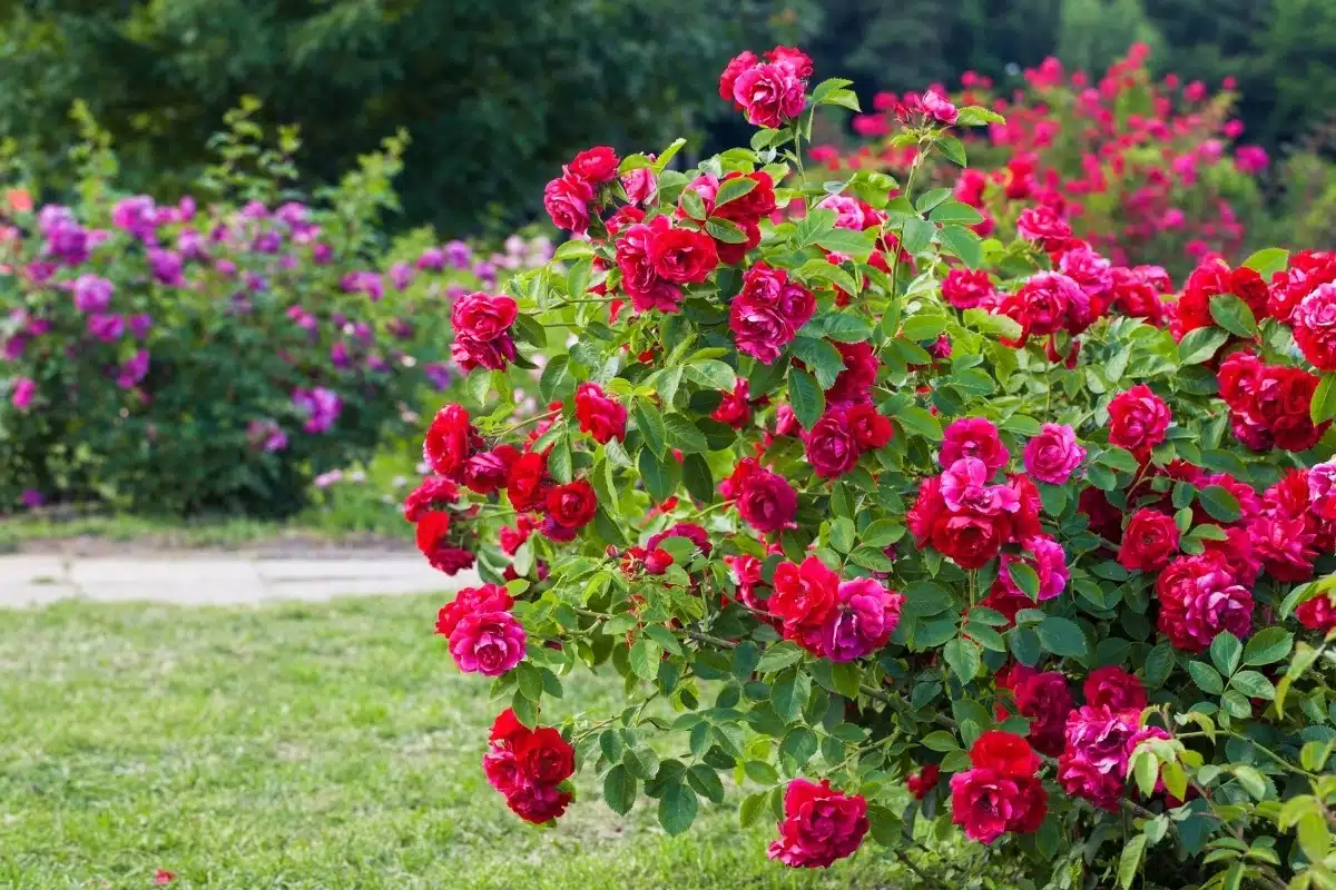 Les 3 plus belles fleurs d'hiver pour égayer votre jardin