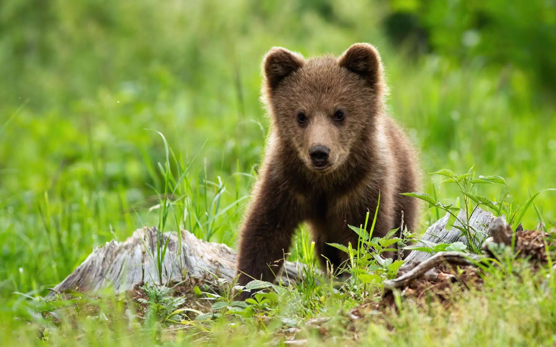 bébé des animaux