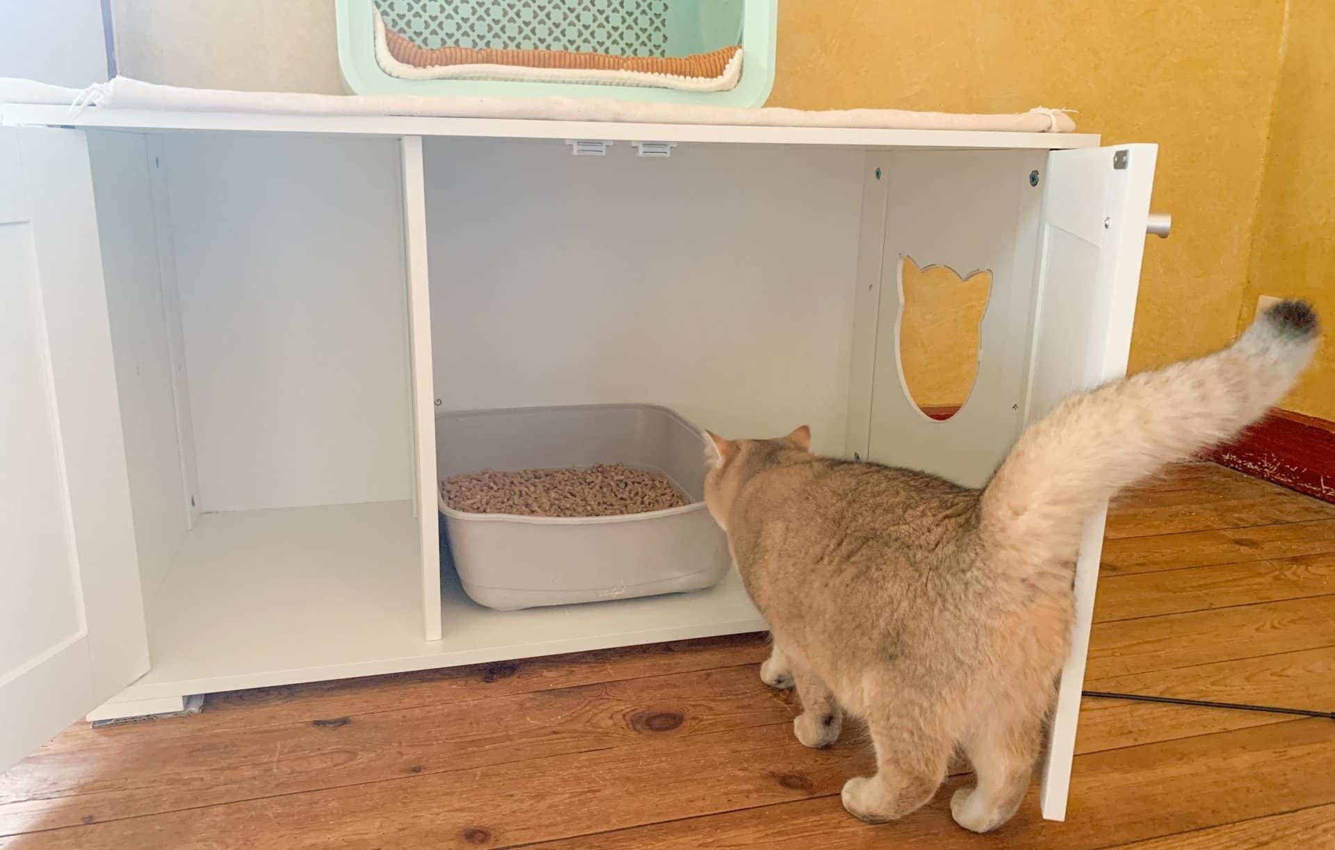 Où mettre sa litière pour chat