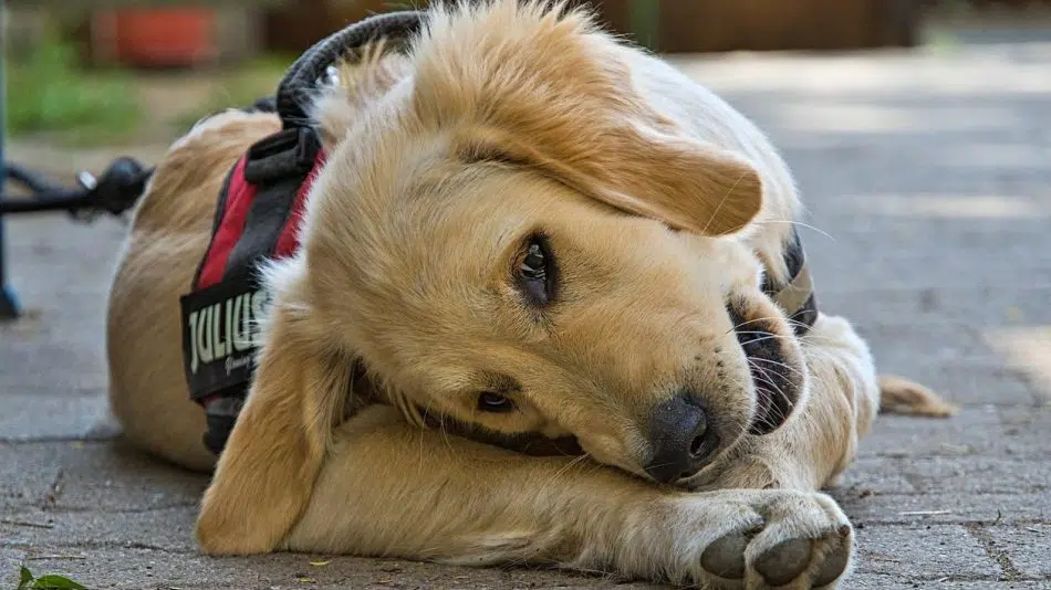 Comment choisir un harnais Julius pour chien ?