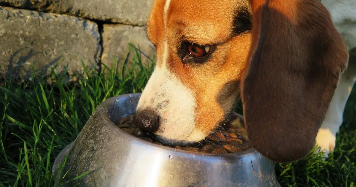 réussir l’achat des croquettes de son chien